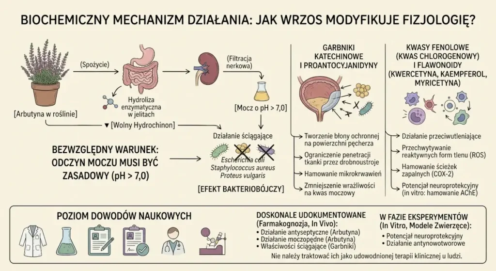 infografika Biochemiczny mechanizm działania- Jak wrzos modyfikuje fizjologię